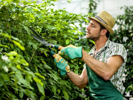 A man wearing a straw hat, green gardening gloves, and a checkered shirt is trimming dense, green hedge foliage with pruning shears in a well-maintained garden. The hedge occupies the background and stretches across the scene, with vibrant green leaves and a few lighter-colored new growths visibly present. In the foreground, there is a neatly cut lawn with dense, evenly textured grass, and a paved pathway or patio area adjacent to the lawn is partially visible at the bottom right. Sunlight filters through the garden, illuminating the scene with natural light, and a few trees can be seen in the distant background, suggesting an outdoor, landscaped garden environment typical of residential properties in Gipsy Hill. The overall setting reflects a tidy and healthy outdoor space, suitable for general garden maintenance and hedge trimming services offered by Garden Maintenance Gipsy Hill.