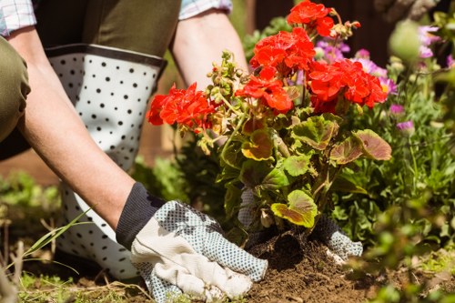 A pair of hands wearing gardening gloves are planting a cluster of vibrant red flowering geraniums into the soil of a well-maintained garden bed, which features dark earth and bordering plants with pink and purple blooms. In the background, there are additional greenery and flowering plants, along with a small section of paving stones and a wooden garden border. The scene is outdoors under bright natural light, possibly during a clear day, illustrating typical gardening activities to support outdoor maintenance services in Gipsy Hill. The image emphasizes attention to detail in planting and garden care within a landscaped yard environment.